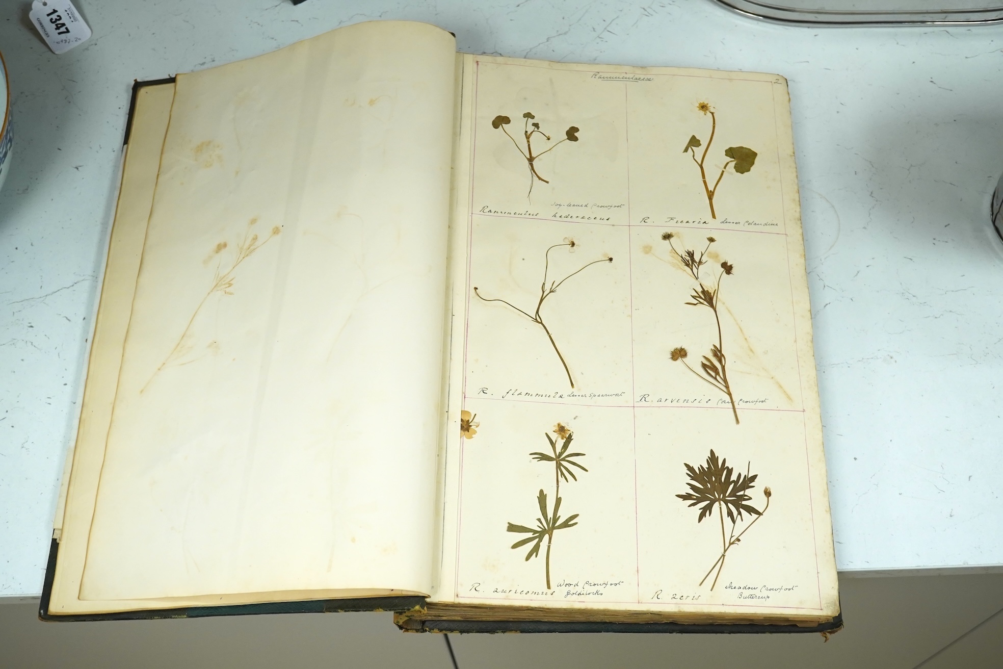 British Wild Flowers, a 19th century album of pressed British flowers. Condition - fair to good